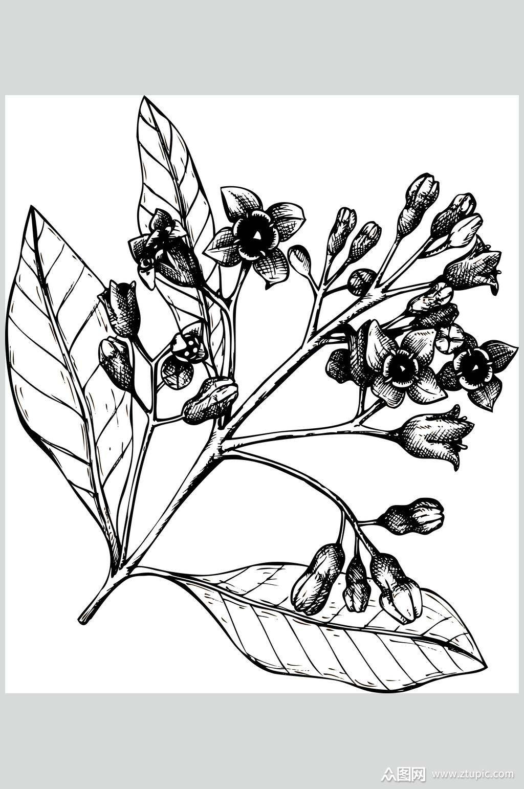 简约时尚线稿植物矢量素材素材
