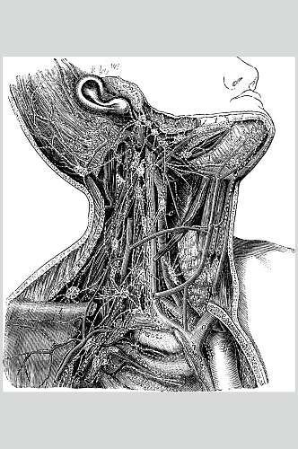 血管复古医学矢量素材
