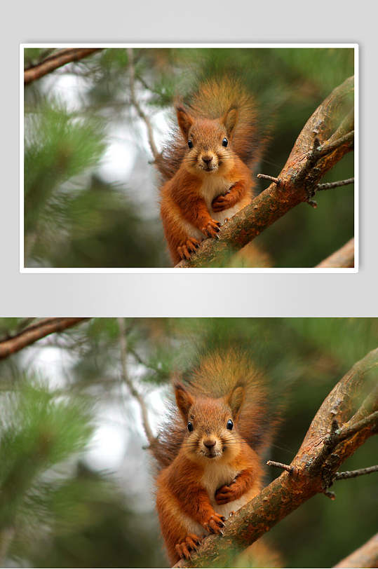 小松鼠正面动物图片