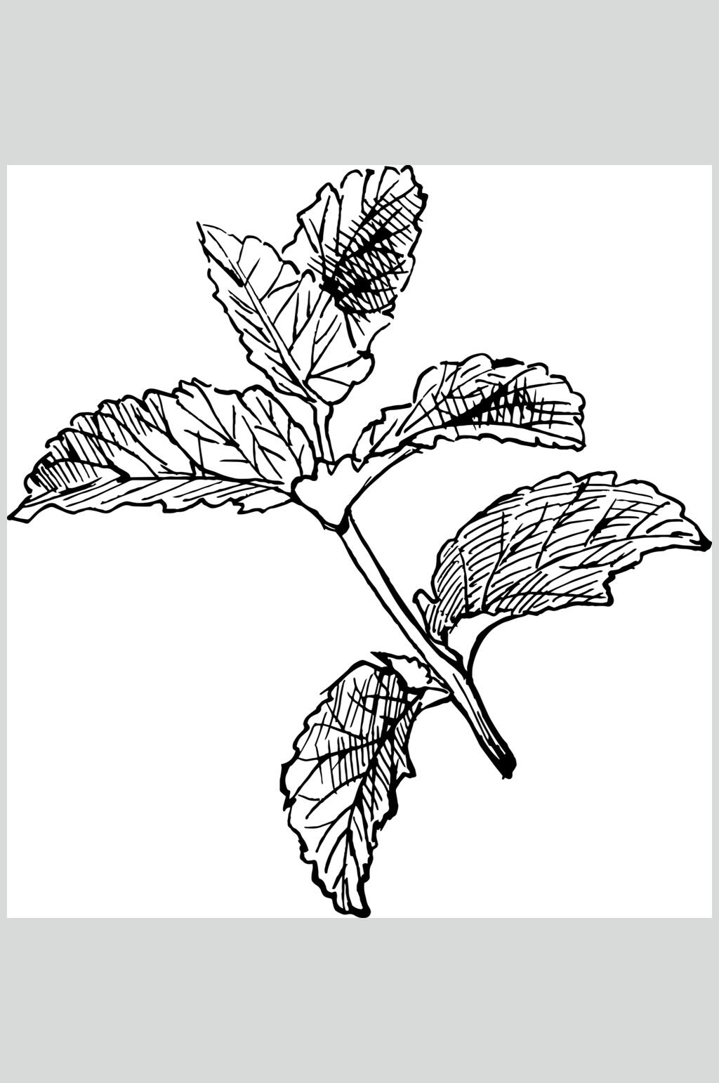 白底线稿植物矢量素材素材