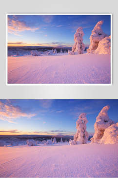 实拍雪松雪地冬季雪景自然风光图片