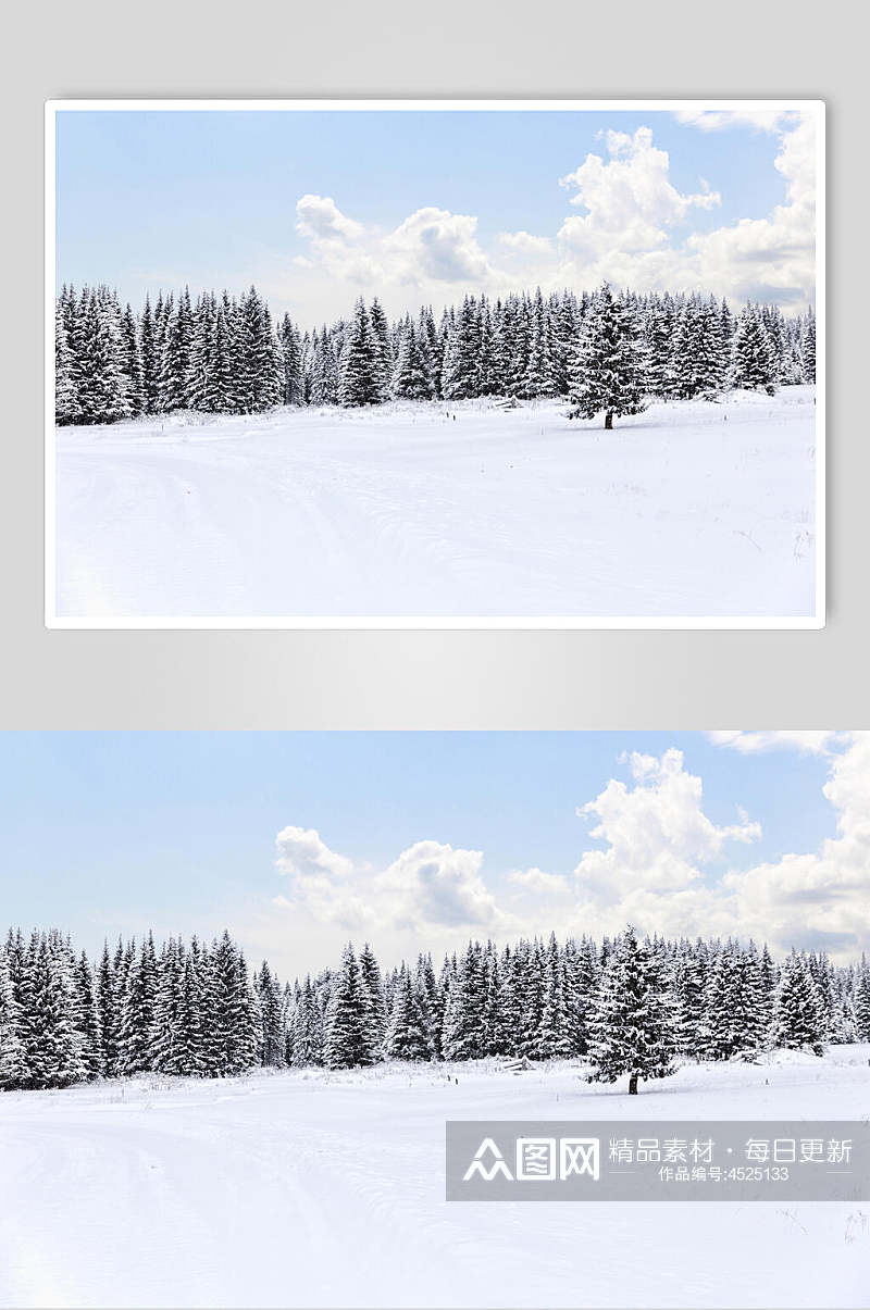 雪地蓝天白云雪松冬季雪景自然风光图片素材