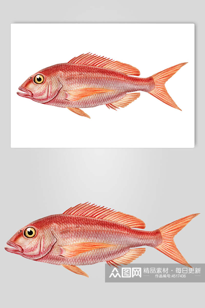 红色手绘清新创意复古鱼类矢量素材素材