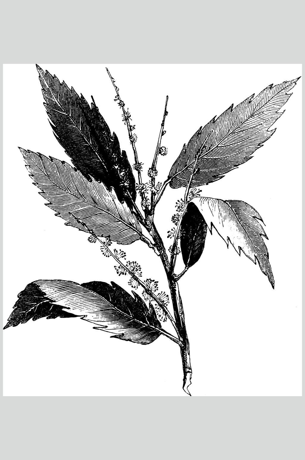 叶子树枝简约黑色线稿植物矢量素材素材