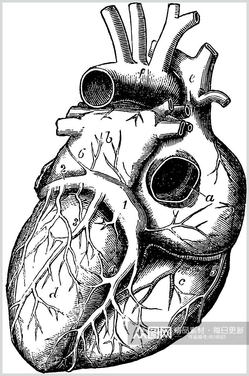 心脏黑色手绘清新复古医学矢量素材素材