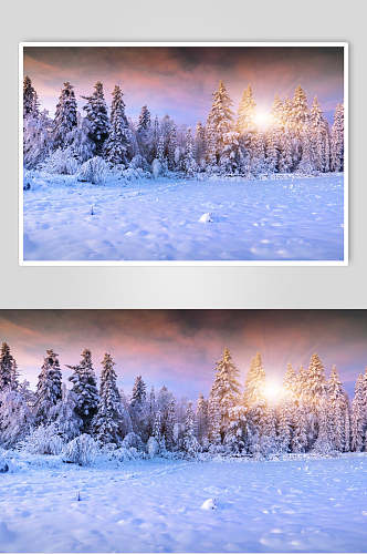 树林雪花冬季雪景自然风光图片
