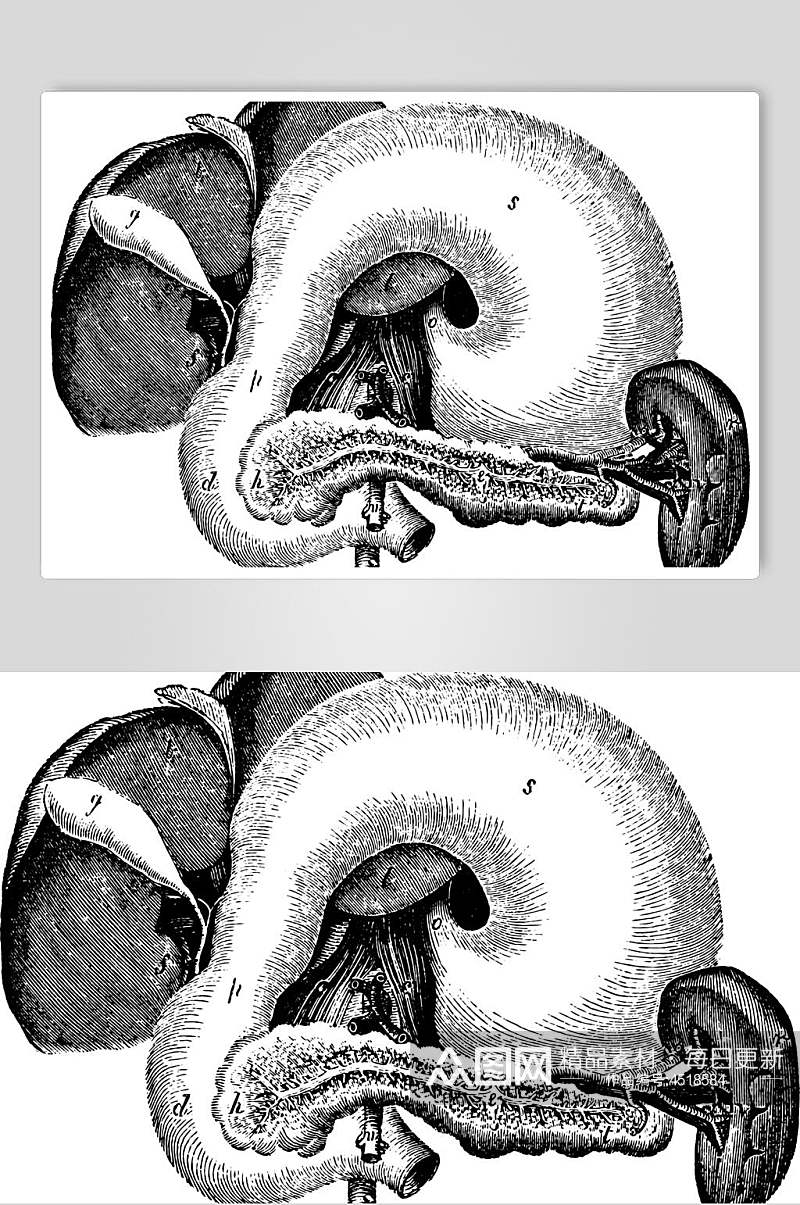 简约手绘器官黑色复古医学矢量素材素材
