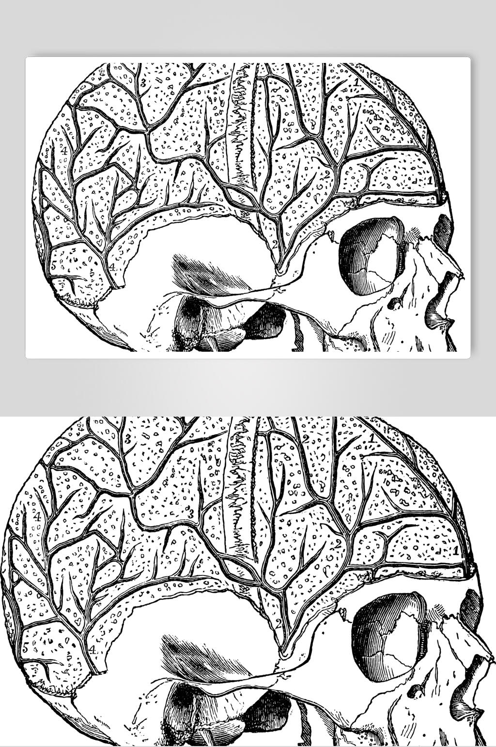 手绘头骨黑色手绘复古医学矢量素材素材