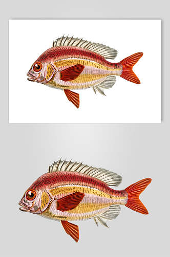 简约红黄线条手绘复古鱼类矢量素材