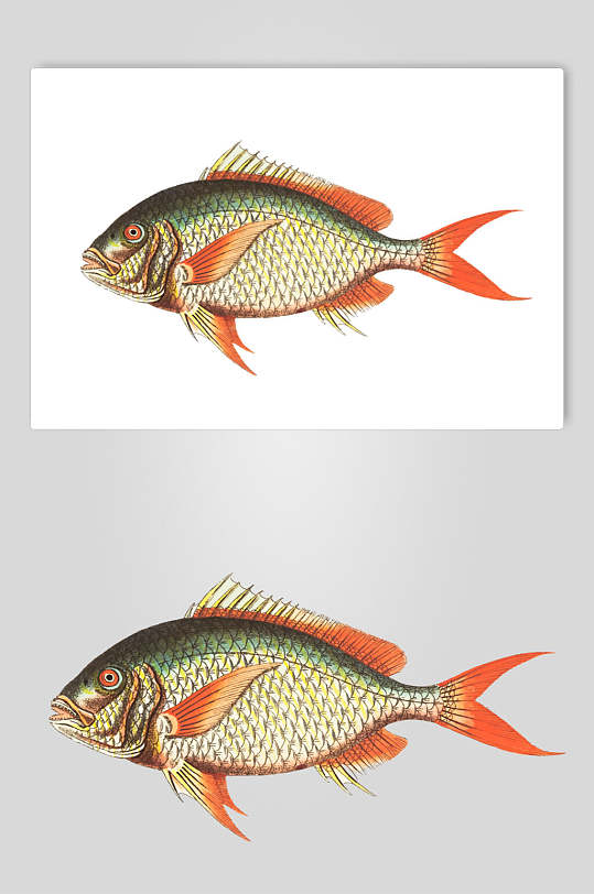 精美手绘复古鱼类矢量素材