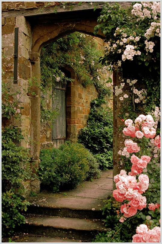 到的玫瑰哥特风图片