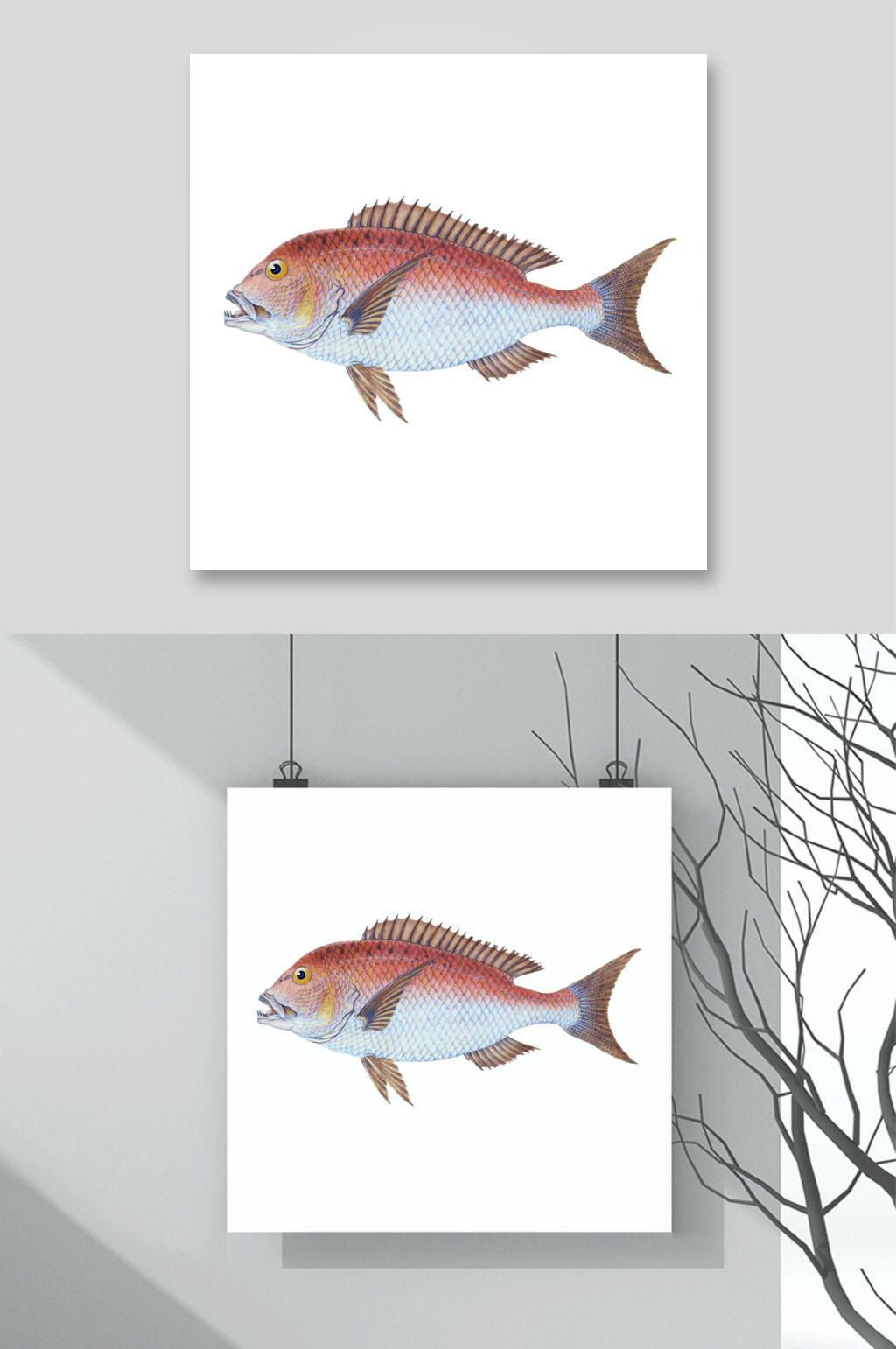 鱼的渐变构成图片图片