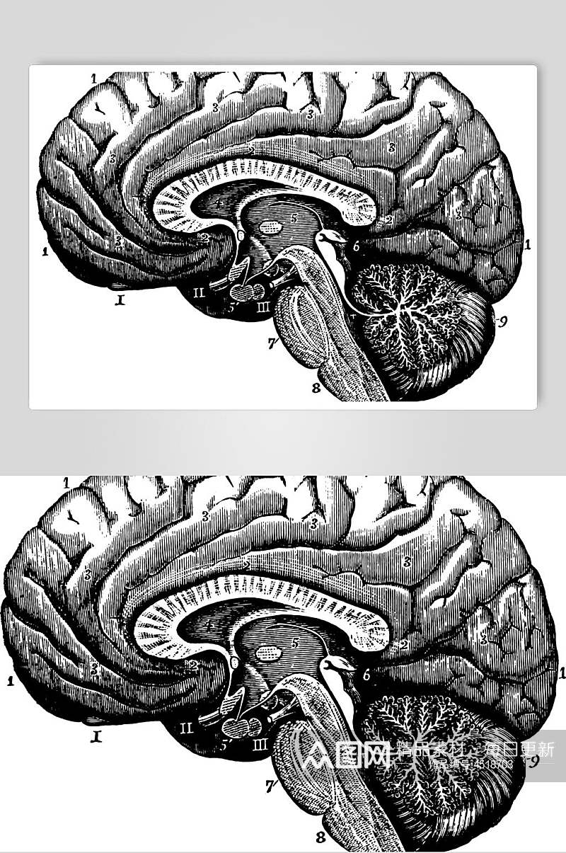 脑仁复古医学矢量素材素材
