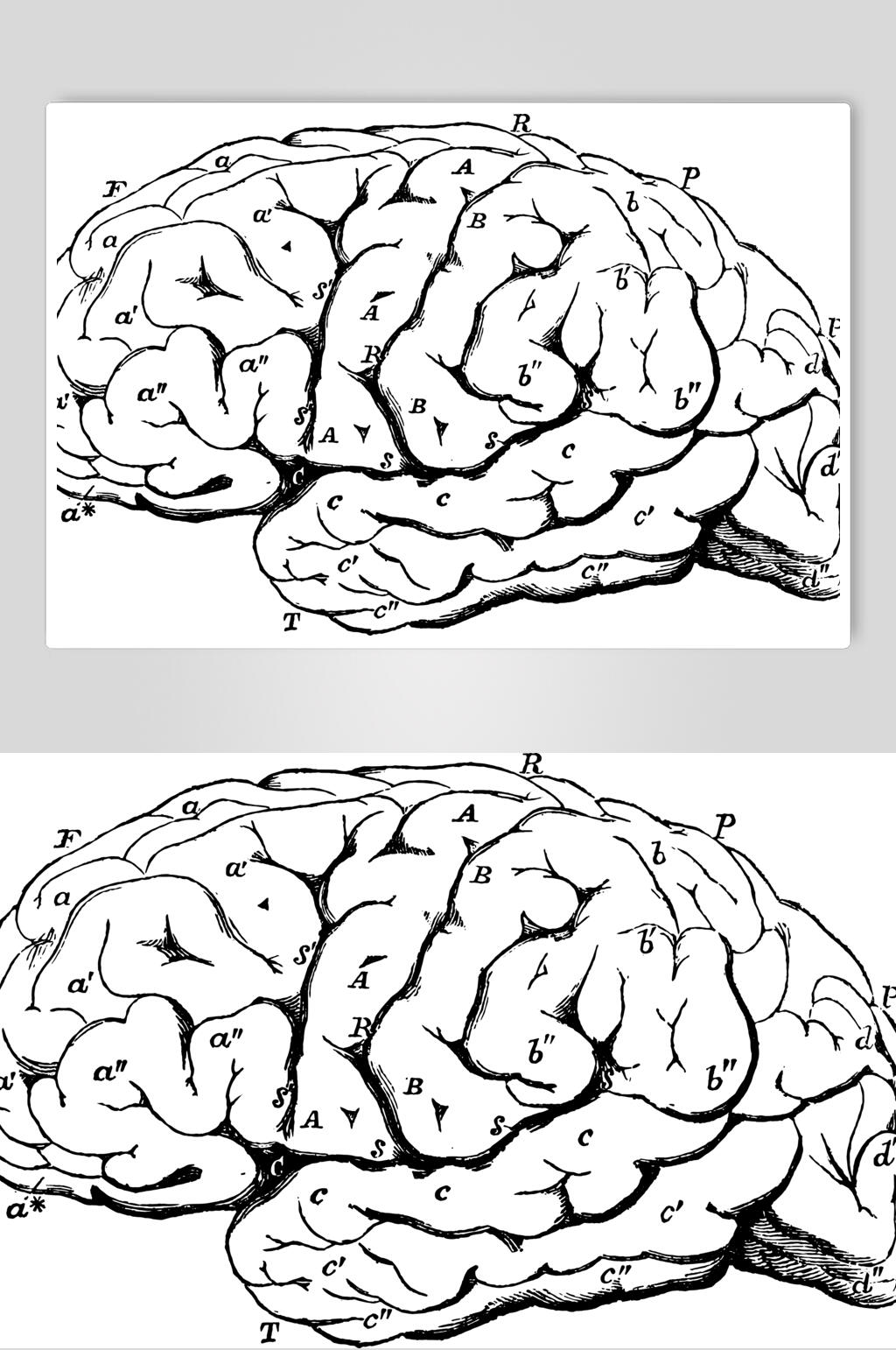 大脑素描图图片