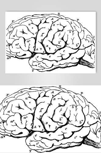大脑黑色线条手绘复古医学矢量素材