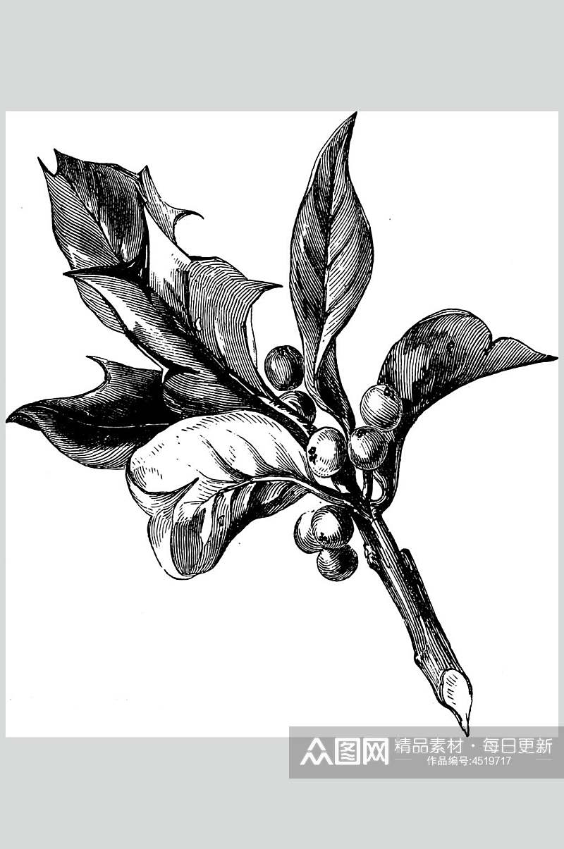 时尚手绘黑色清新线稿植物矢量素材素材