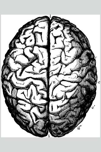 大脑黑色手绘清新复古医学矢量素材