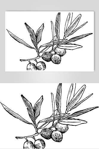 时尚叶子手绘二hi是线稿植物矢量素材