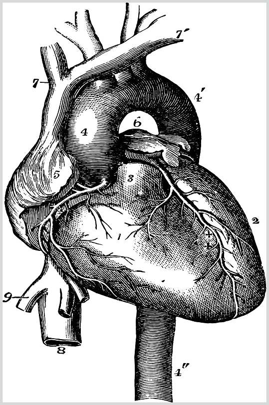 心脏复古医学矢量素材