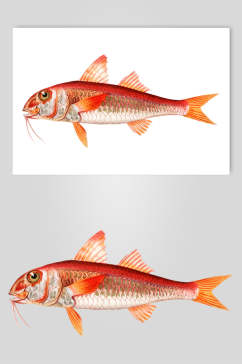 红色手绘简约清新复古鱼类矢量素材