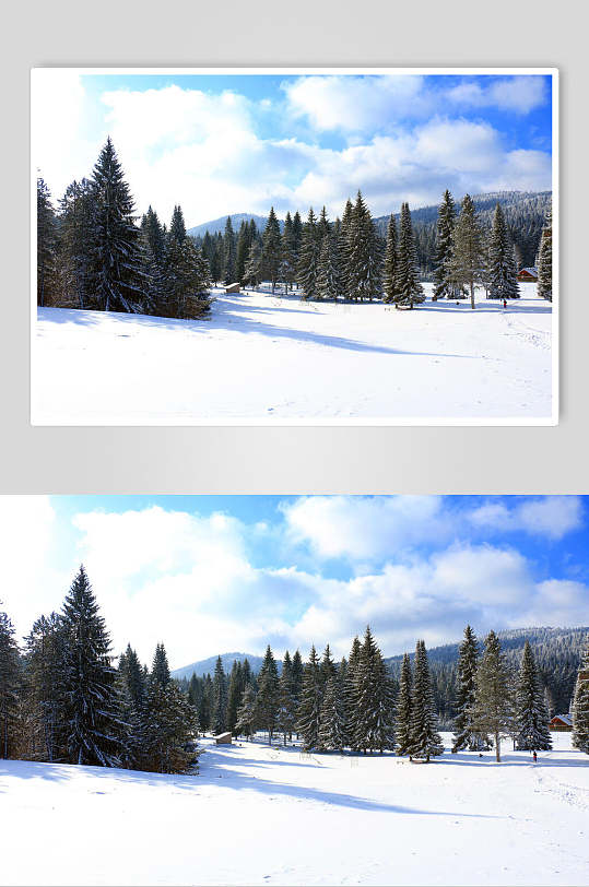 清新冬季雪景森林自然风光图片