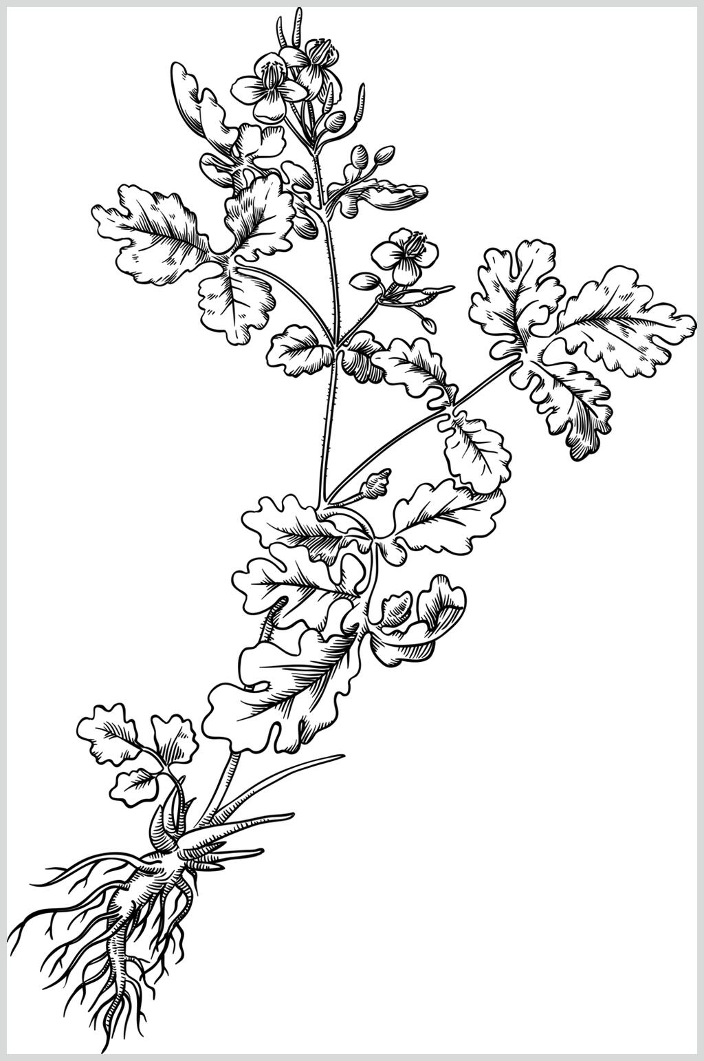 雅致叶子黑色手绘线稿植物矢量素材素材