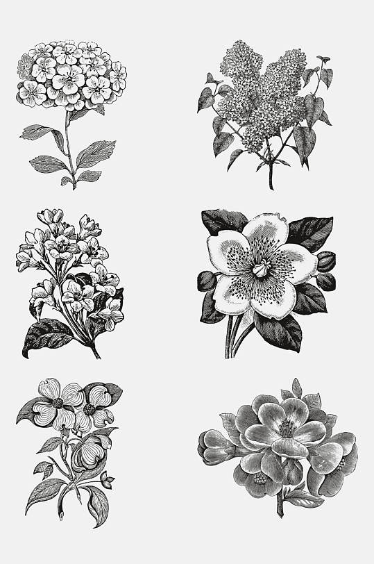 花纹的植物花卉素描手绘免抠素材