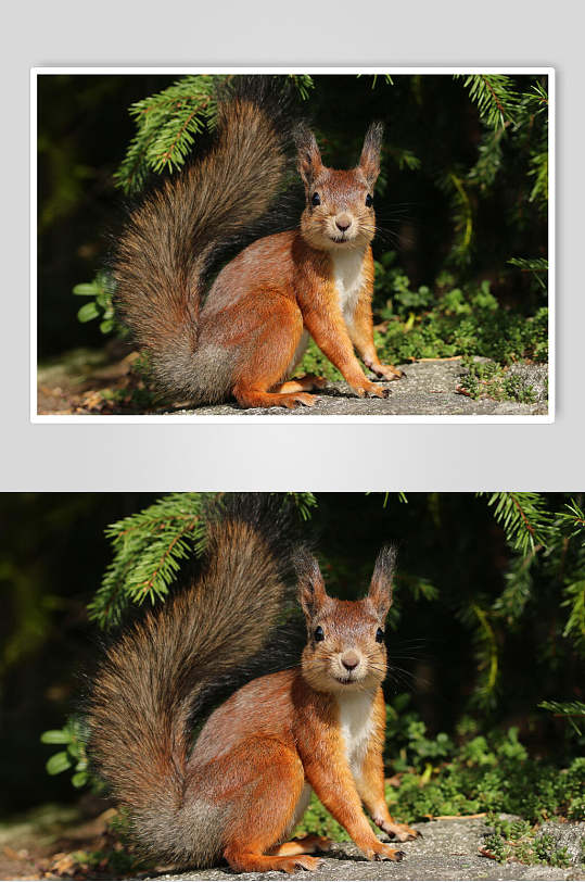 小松鼠高清图片-小松鼠高清素材下载-众图网