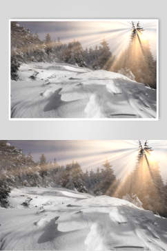 雪地雪松冬季雪景自然风光图片