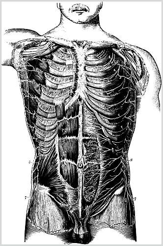 人体复古医学矢量素材