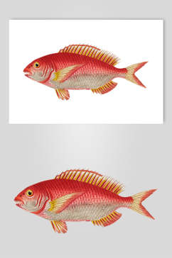 简约红色复古鱼类矢量素材