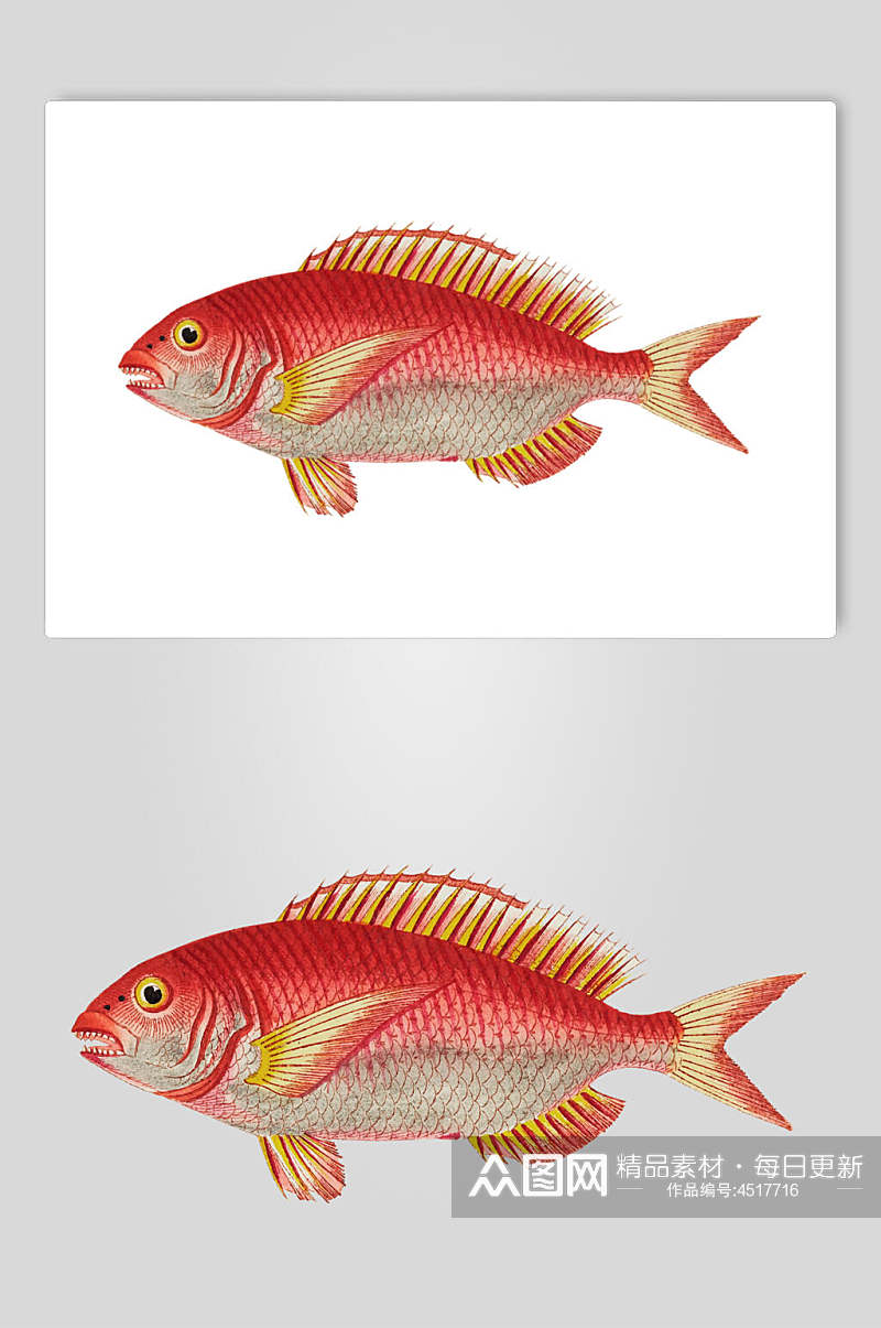 简约红色复古鱼类矢量素材素材