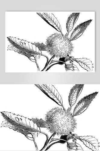 叶子简约花朵线条线稿植物矢量素材