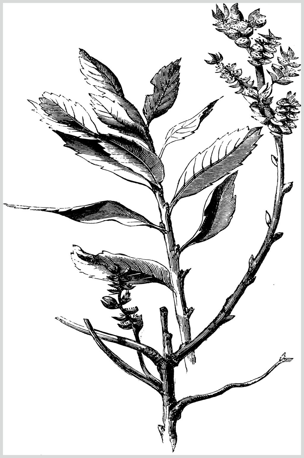 叶子黑色唯美清新线稿植物矢量素材素材