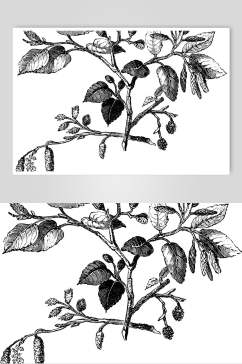 叶子黑色手绘清新线稿植物矢量素材