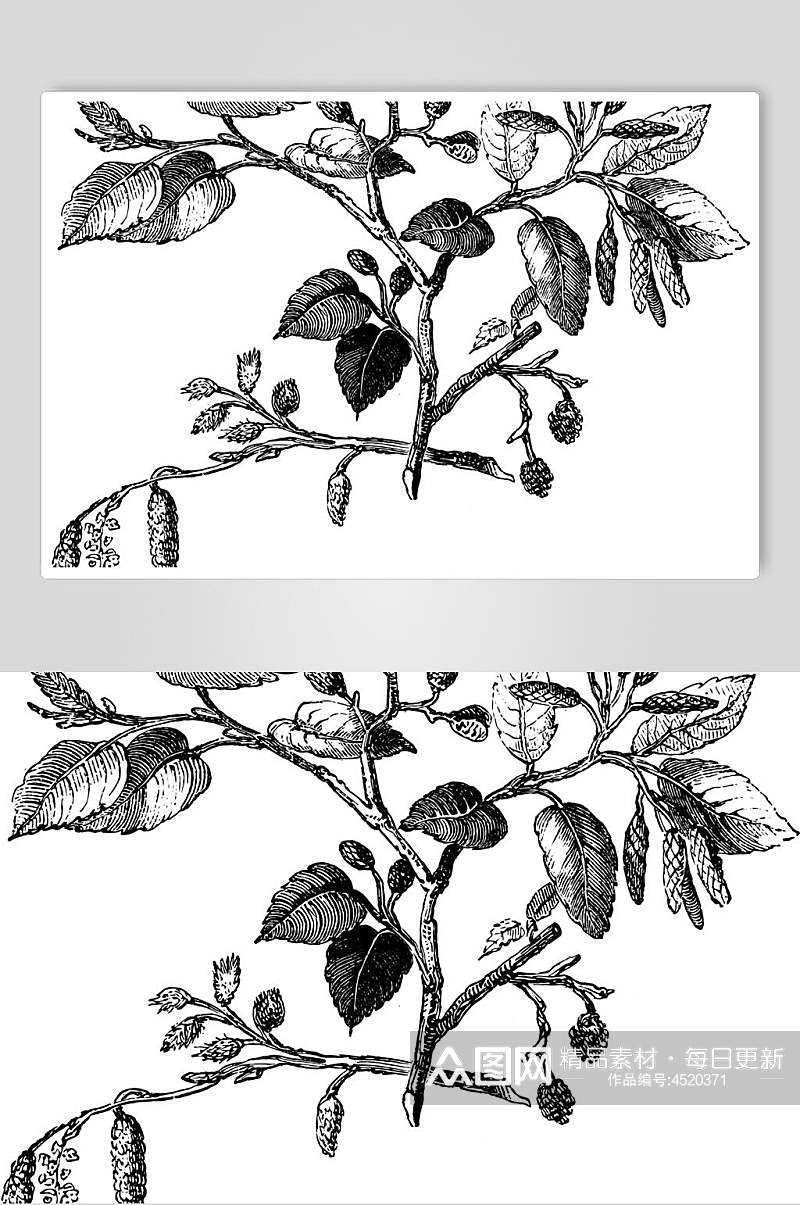 叶子黑色手绘清新线稿植物矢量素材素材