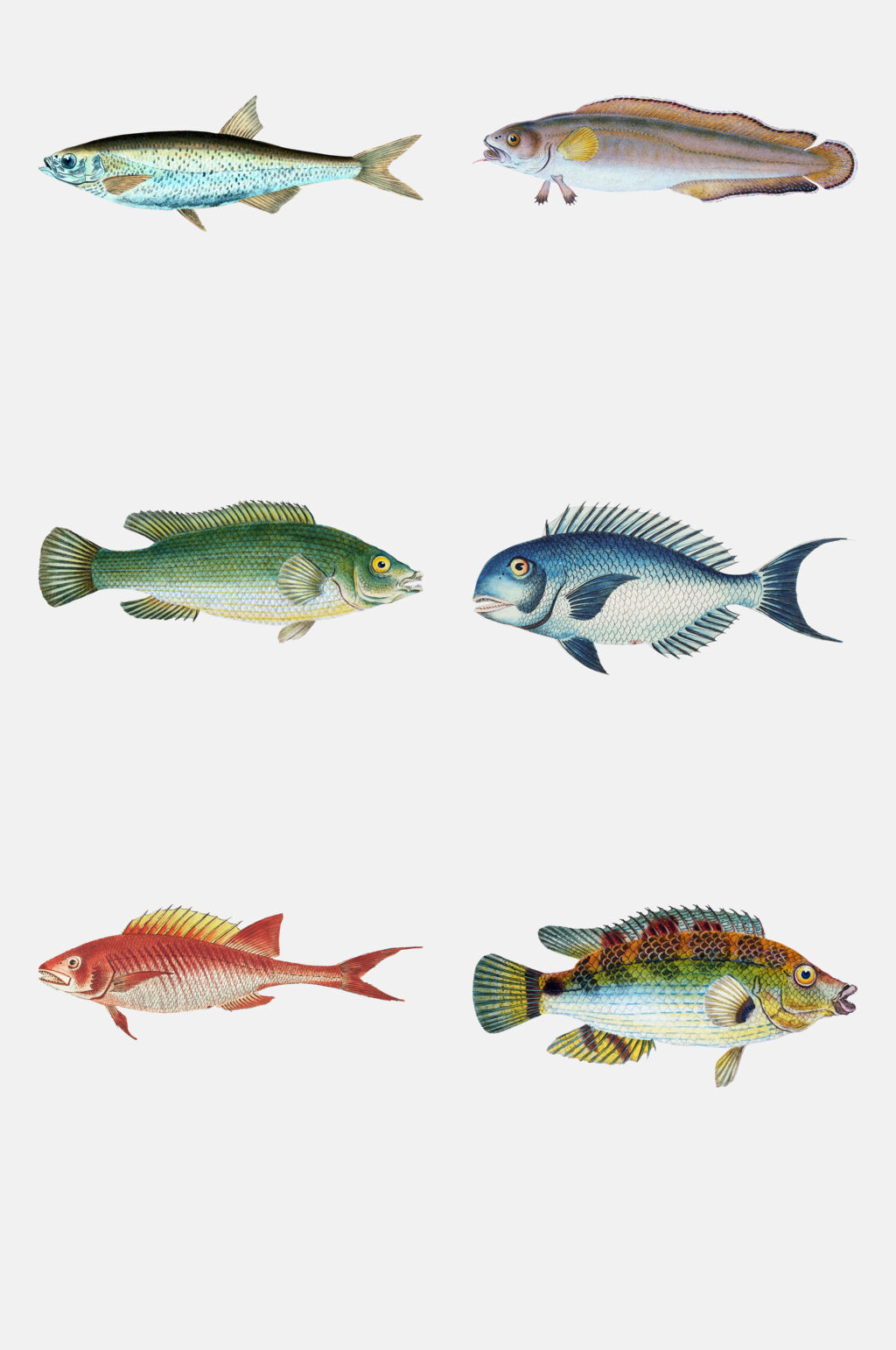 创意鱼类插画免抠素材