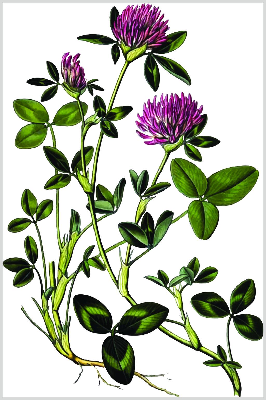 叶子绿色简约手绘线稿植物矢量素材素材
