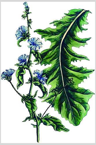 蓝绿叶子手绘时尚线稿植物矢量素材