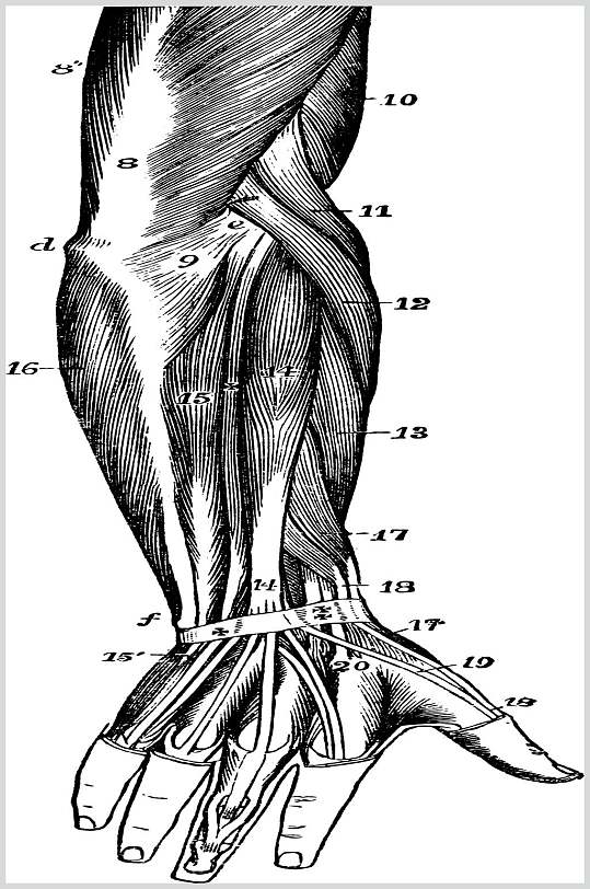 手臂肌肉神经组织复古医学矢量素材