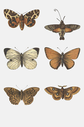 褐色蝴蝶标本免抠素材