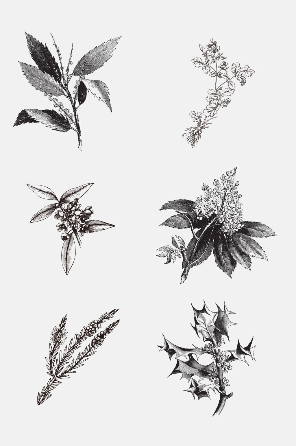 纸条叶子灰色线稿植物免抠素材素材