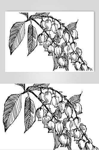 时尚叶子黑色手绘线稿植物矢量素材