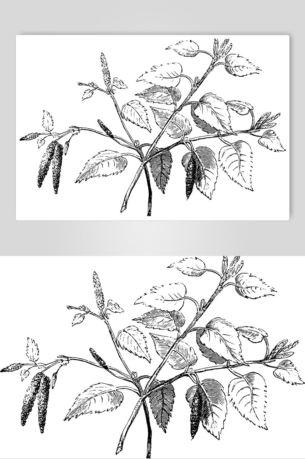 叶子黑色唯美清新线稿植物矢量素材素材