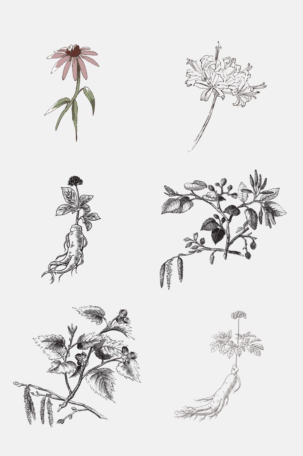 叶子根茎灰色线稿植物免抠素材素材