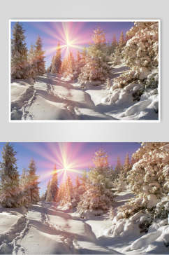 光芒树木冬季雪景自然风光图片