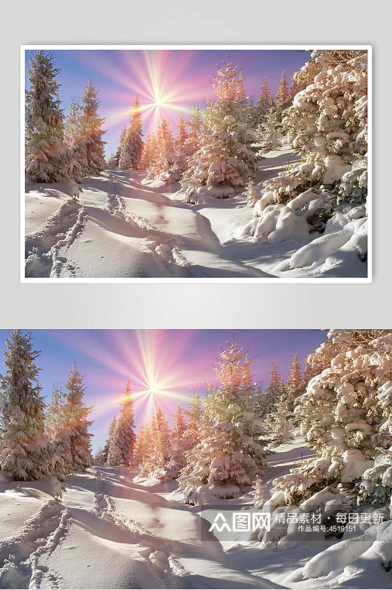 光芒树木冬季雪景自然风光图片素材