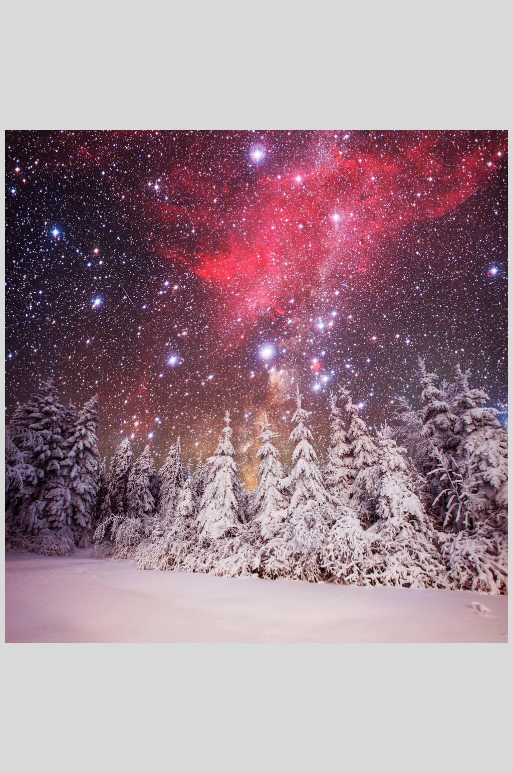 雪松冬季雪景自然风光图片素材