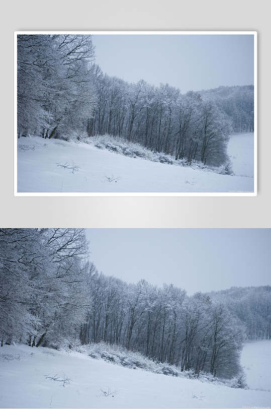 树林白色冬季雪景自然风光图片