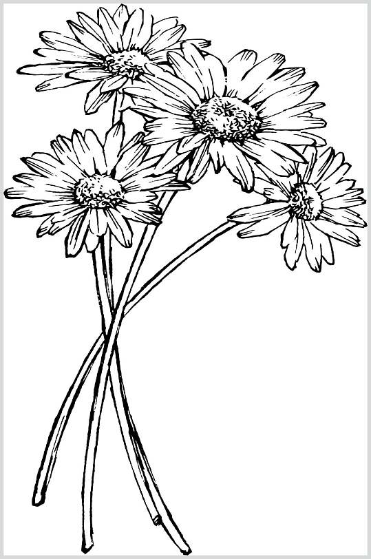 野菊花线稿植物矢量素材